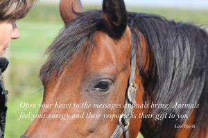 Open your heart to the messages animals bring